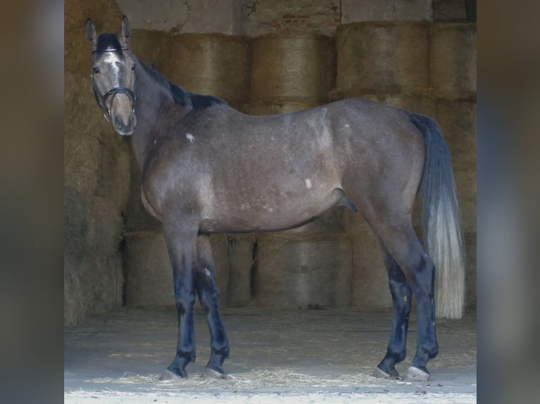 German Sport Horse Gelding 6 years 17.1 hh Grey in Oppin