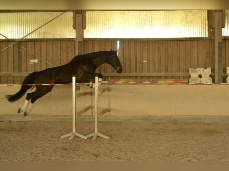 German Sport Horse Gelding 6 years 17,2 hh Black in Würzburg