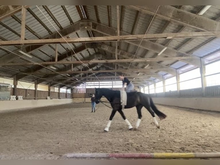 German Sport Horse Gelding 6 years 17,2 hh Black in Würzburg