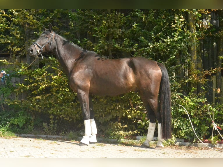 German Sport Horse Gelding 6 years 17,2 hh Black in Würzburg