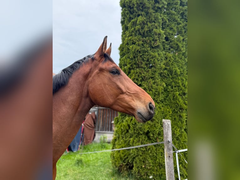 German Sport Horse Gelding 6 years 17.2 hh Brown in Baisweil