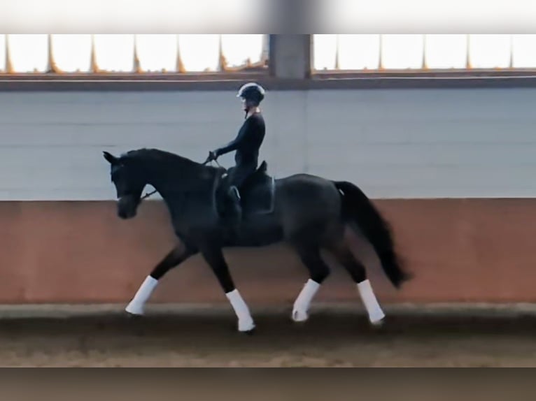 German Sport Horse Gelding 6 years 17,2 hh in Montabaur