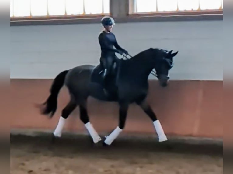 German Sport Horse Gelding 6 years 17,2 hh in Montabaur