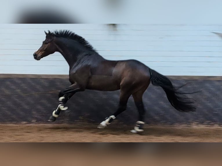 German Sport Horse Gelding 6 years 17,2 hh in Montabaur