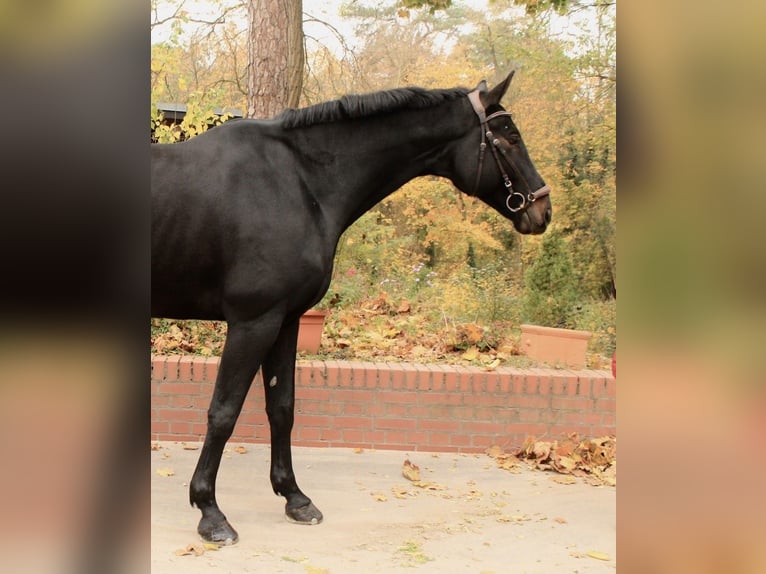 German Sport Horse Gelding 6 years 17,2 hh Smoky-Black in Berlin