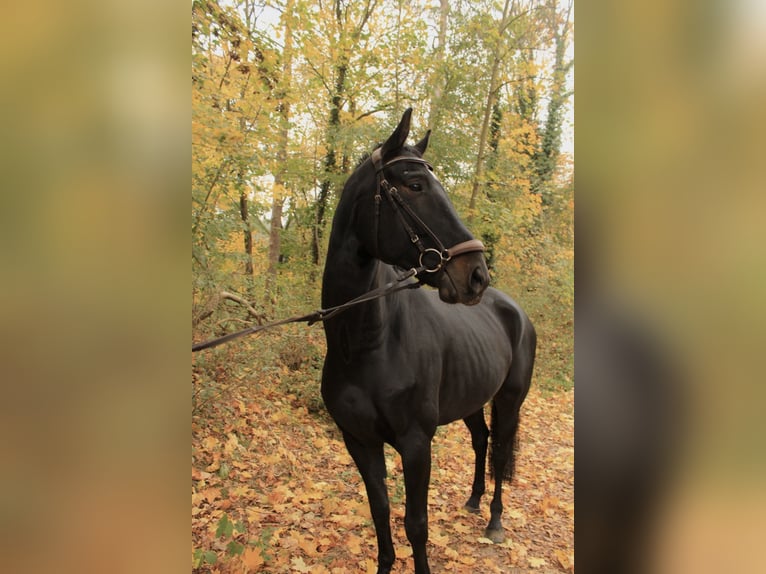 German Sport Horse Gelding 6 years 17,2 hh Smoky-Black in Berlin