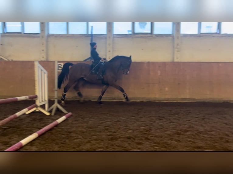 German Sport Horse Gelding 6 years 17,3 hh Brown in Oschatz