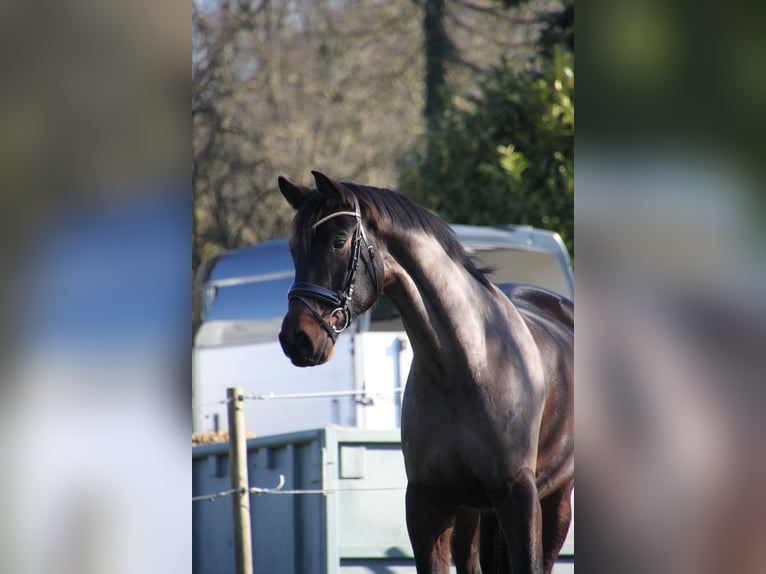 German Sport Horse Gelding 6 years 17 hh Bay-Dark in Essen