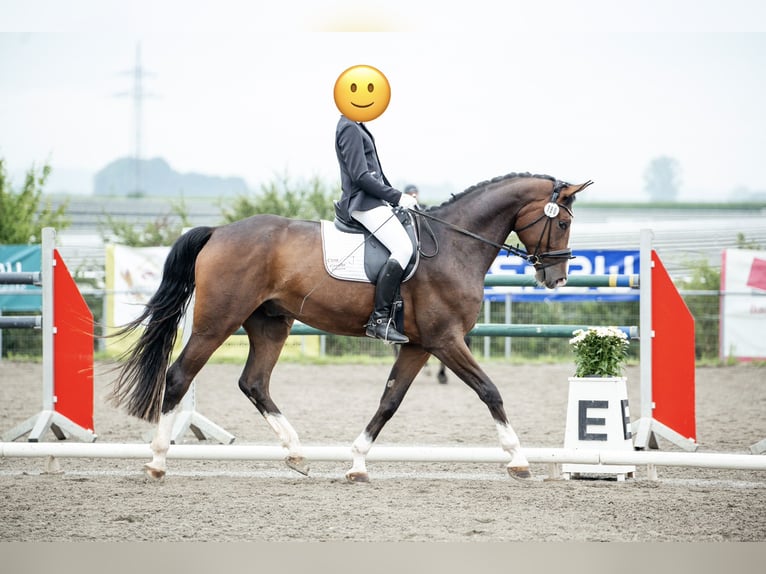 German Sport Horse Gelding 6 years 17 hh Bay-Dark in HolzgünzHolzgünz