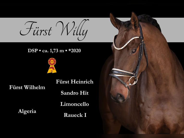 German Sport Horse Gelding 6 years 17 hh Bay-Dark in Wehringen