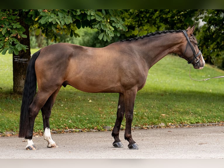 German Sport Horse Gelding 6 years 17 hh Bay-Dark in M&#xFC;nsingen