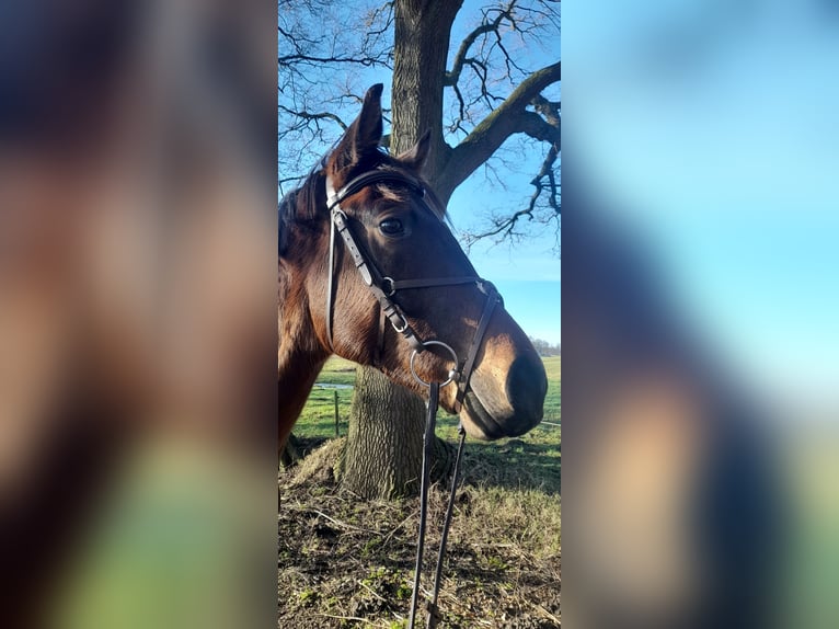 German Sport Horse Gelding 6 years 17 hh Bay-Dark in Bremen