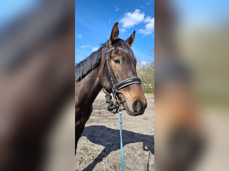 German Sport Horse Gelding 6 years 17 hh Bay-Dark in Bremen
