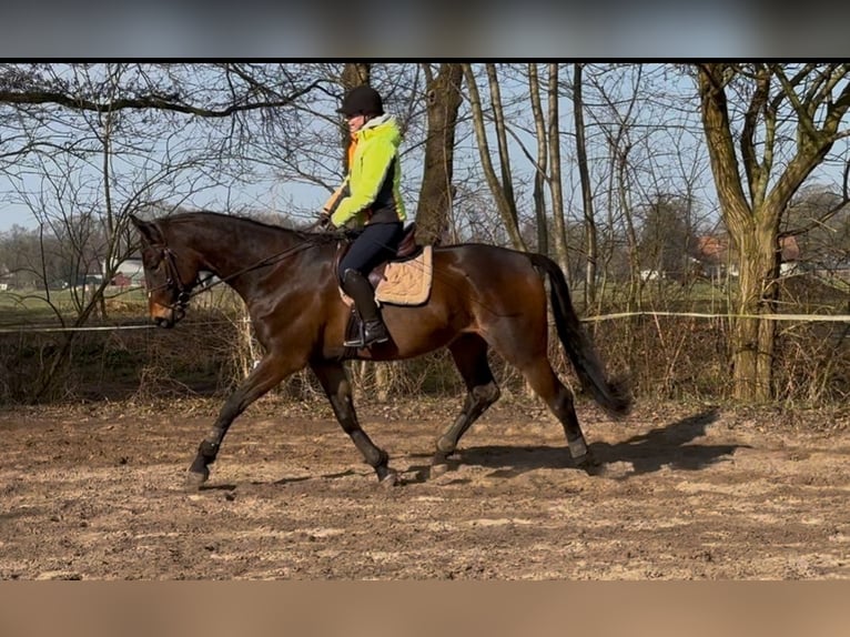 German Sport Horse Gelding 6 years 17 hh Bay-Dark in Bremen