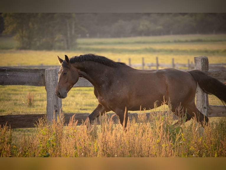 German Sport Horse Gelding 6 years 17 hh Bay-Dark in Polzow