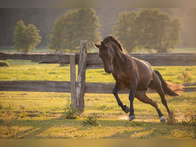 German Sport Horse Gelding 6 years 17 hh Bay-Dark in Polzow