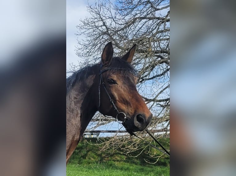 German Sport Horse Gelding 6 years 17 hh Bay-Dark in Chemnitz