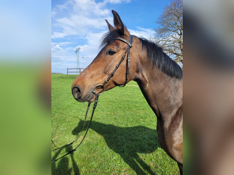 German Sport Horse Gelding 6 years 17 hh Bay-Dark in Chemnitz