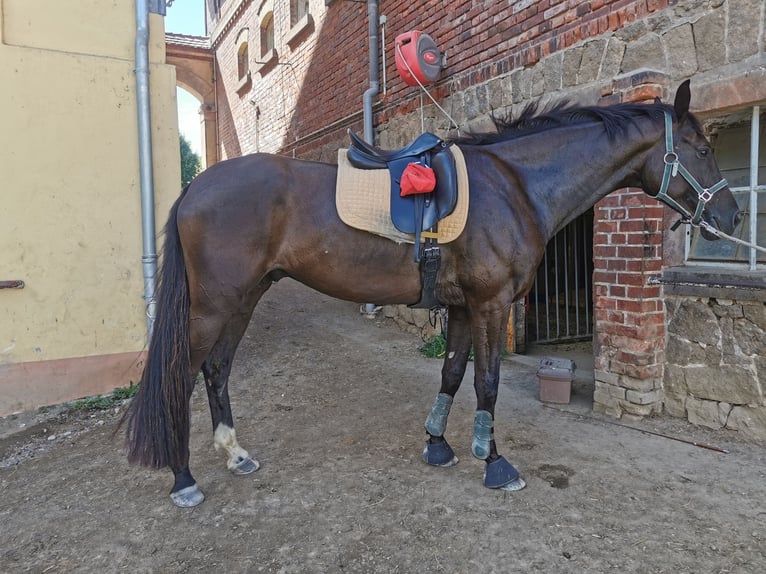 German Sport Horse Gelding 6 years 17 hh Black in Grimma