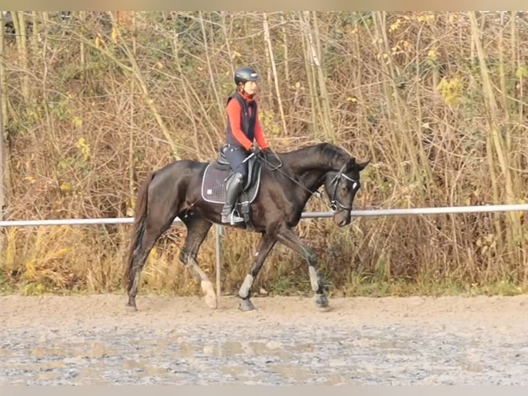 German Sport Horse Gelding 6 years 17 hh Black in Grimma