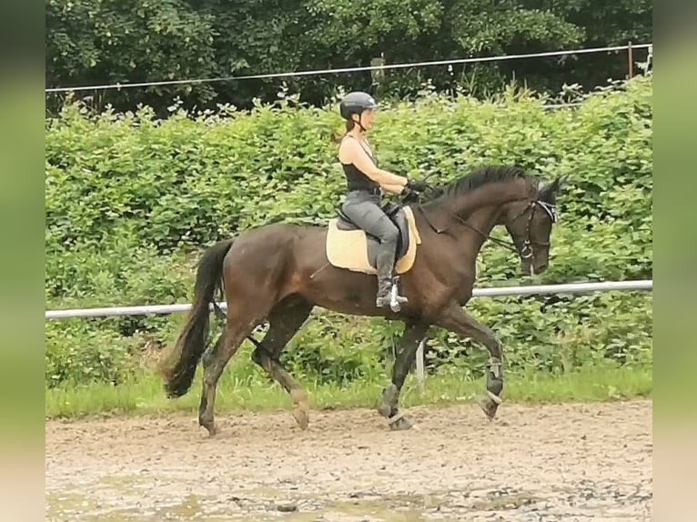 German Sport Horse Gelding 6 years 17 hh Black in Grimma