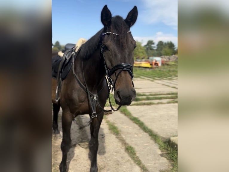 German Sport Horse Gelding 6 years 17 hh Black in Templin