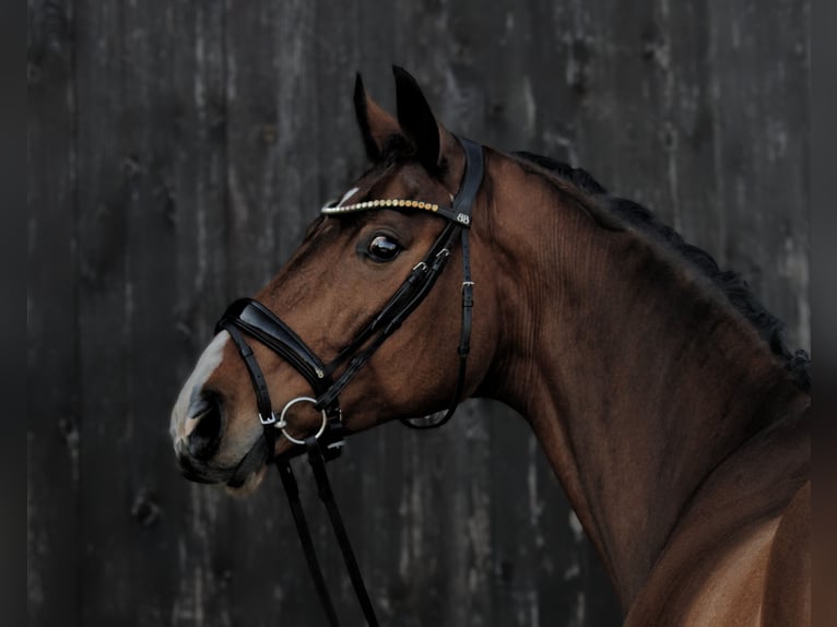 German Sport Horse Gelding 6 years 17 hh Brown in Brechen