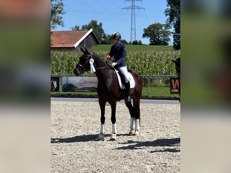 German Sport Horse Gelding 6 years 17 hh Brown in Buchloe
