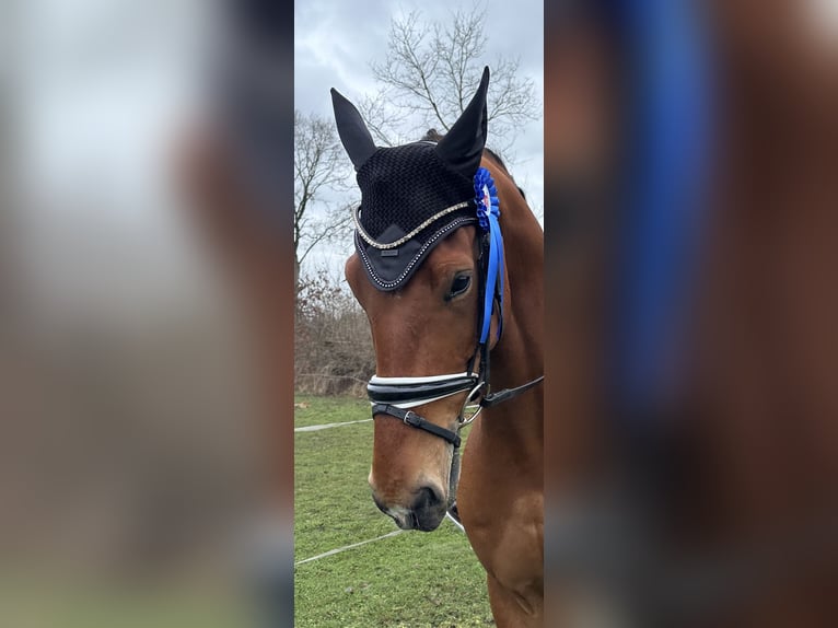 German Sport Horse Gelding 6 years 17 hh Brown in Groß Vollstedt