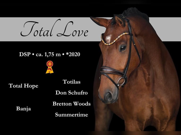 German Sport Horse Gelding 6 years 17 hh Brown in Wehringen