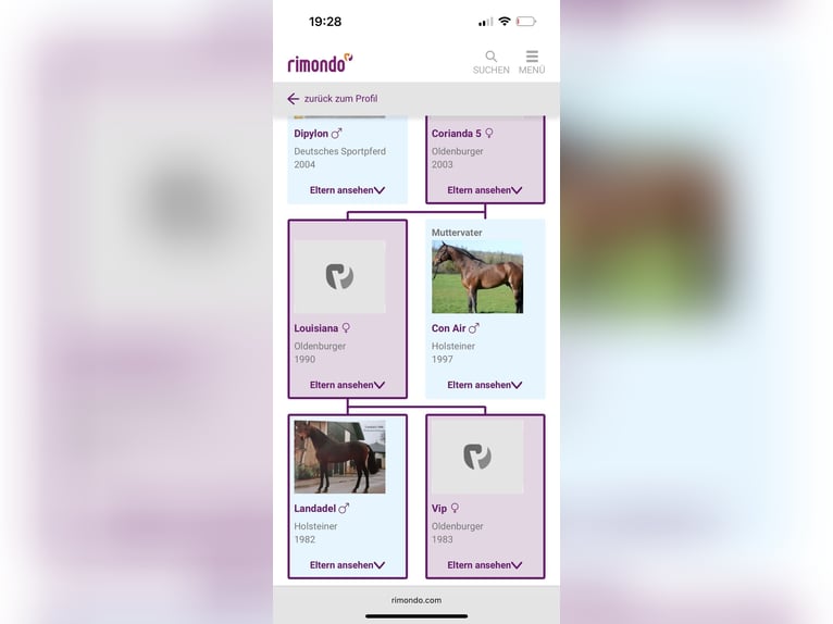 German Sport Horse Gelding 6 years 17 hh Brown in Ellwangen (Jagst)