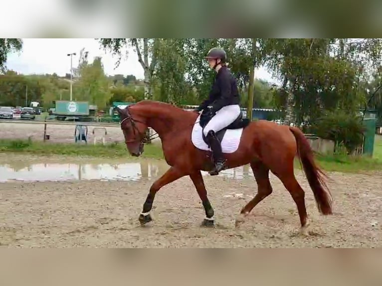 German Sport Horse Gelding 6 years 17 hh Chestnut-Red in Biblis