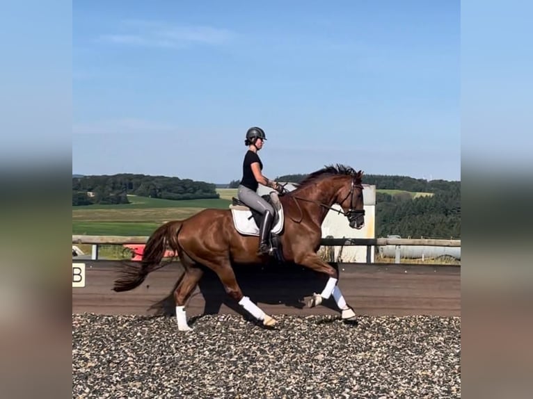 German Sport Horse Gelding 6 years 17 hh Chestnut-Red in Thalfang