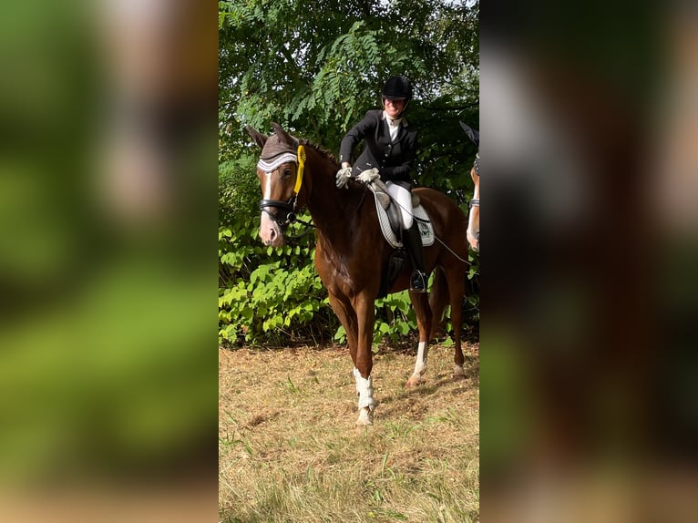 German Sport Horse Gelding 6 years 17 hh Chestnut-Red in Thalfang