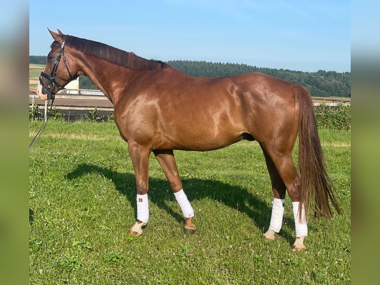 German Sport Horse Gelding 6 years 17 hh Chestnut-Red in Thalfang
