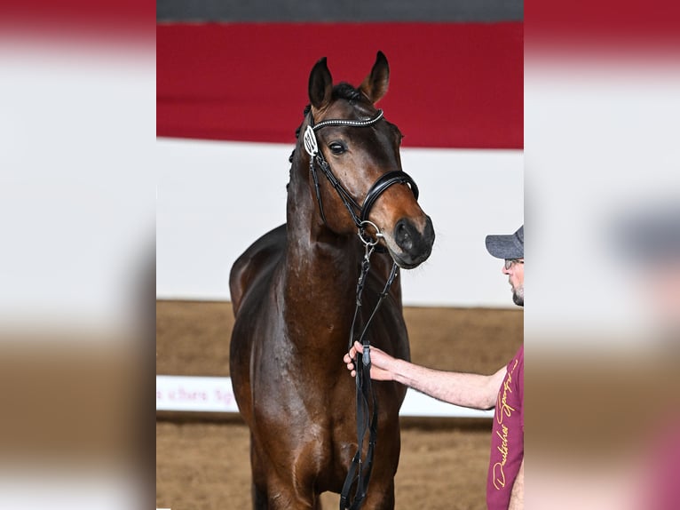 German Sport Horse Gelding 6 years 17 hh in Münchberg