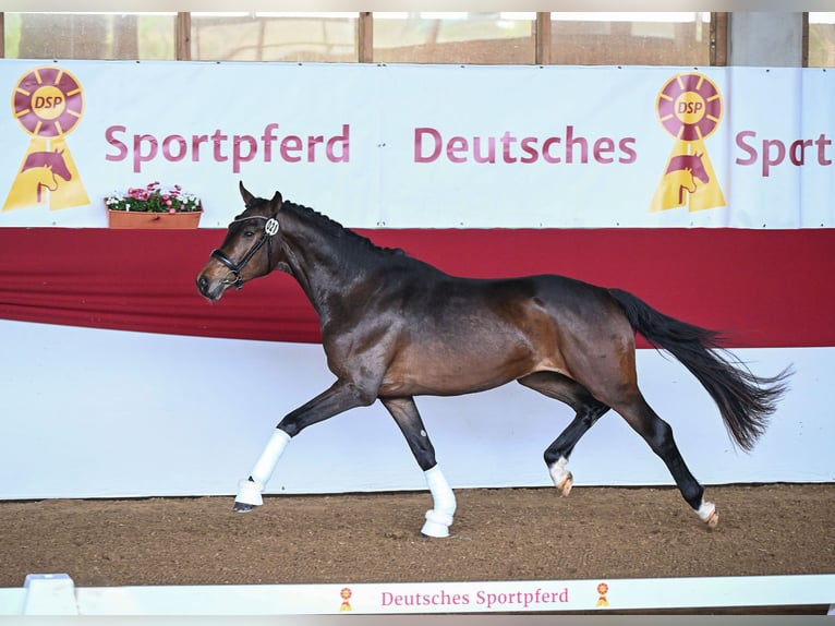 German Sport Horse Gelding 6 years 17 hh in Münchberg