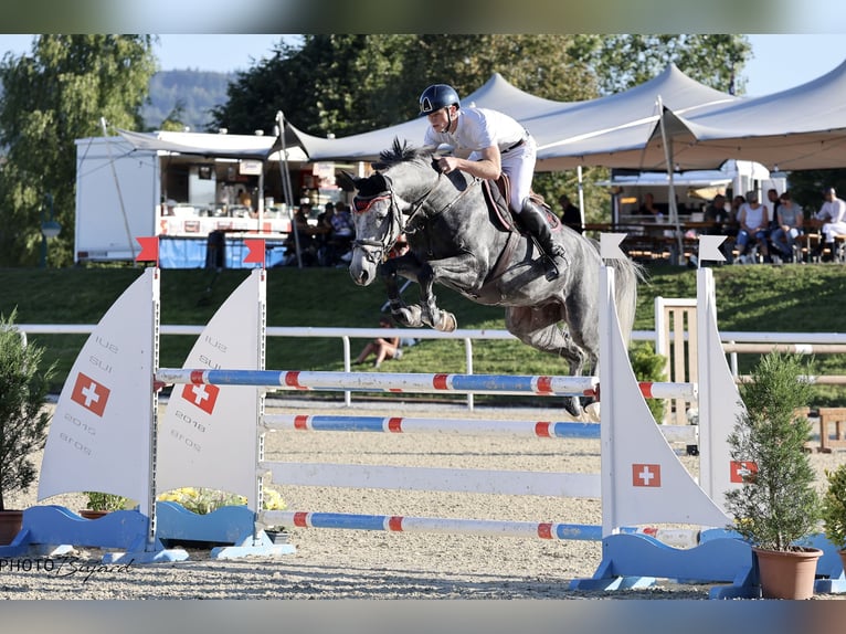 German Sport Horse Gelding 6 years 17 hh Grey-Dapple in Diemerswil