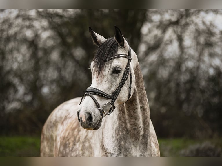 German Sport Horse Gelding 6 years 17 hh Grey in Riedstadt