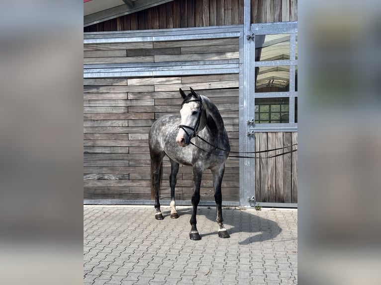 German Sport Horse Gelding 6 years 17 hh Grey in Leipzig