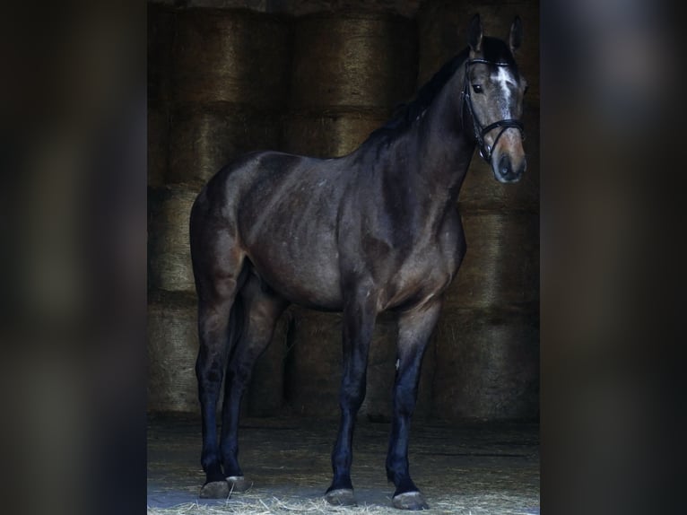 German Sport Horse Gelding 6 years 17 hh Grey in Oppin