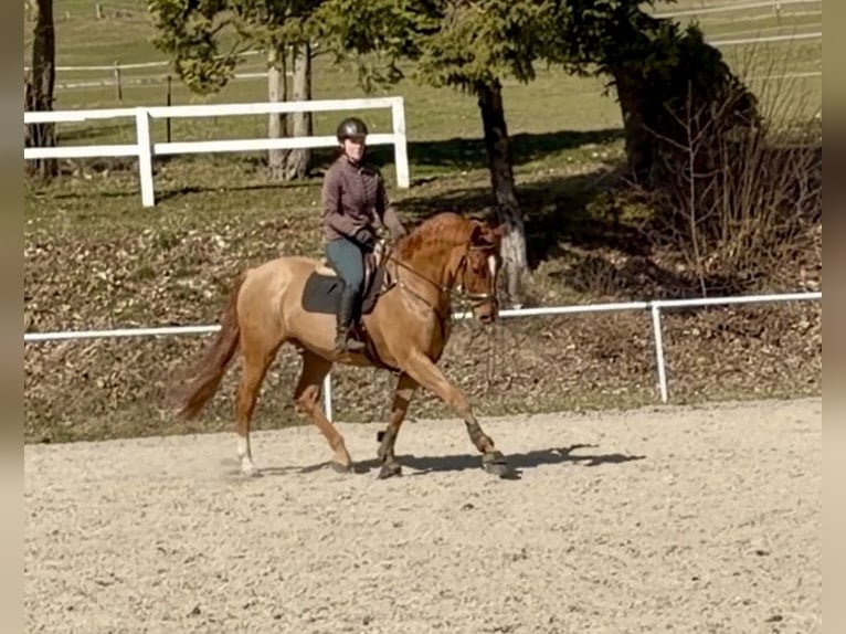 German Sport Horse Gelding 6 years 17,1 hh Chestnut-Red in Pelmberg