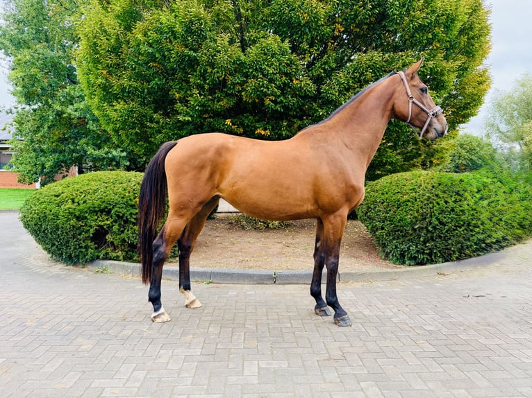 German Sport Horse Gelding 6 years Brown in Zülpich