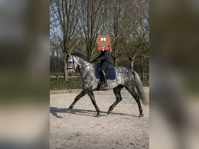 German Sport Horse Mix Gelding 7 years 14.2 hh Grey-Dapple in Haltern am See