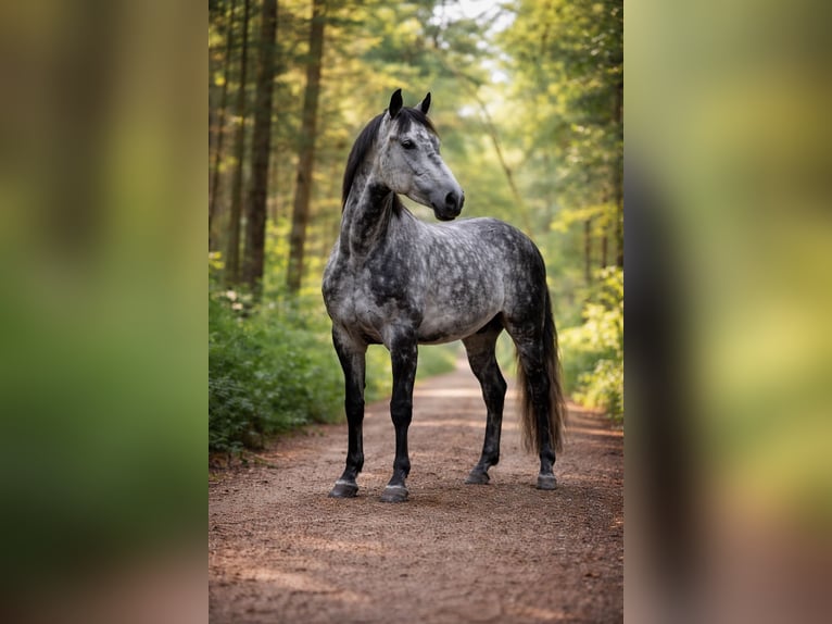 German Sport Horse Mix Gelding 7 years 14,2 hh Grey-Dapple in Haltern am See