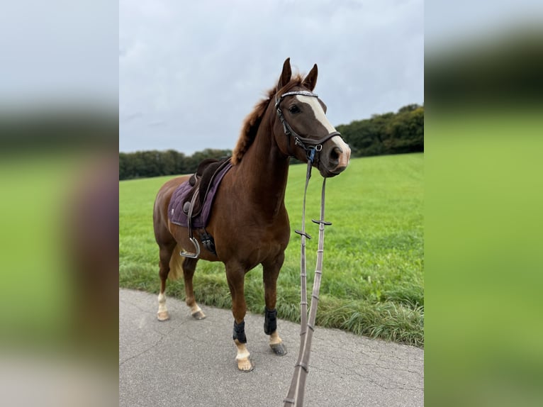 German Sport Horse Gelding 7 years 15.1 hh Chestnut-Red in Jena