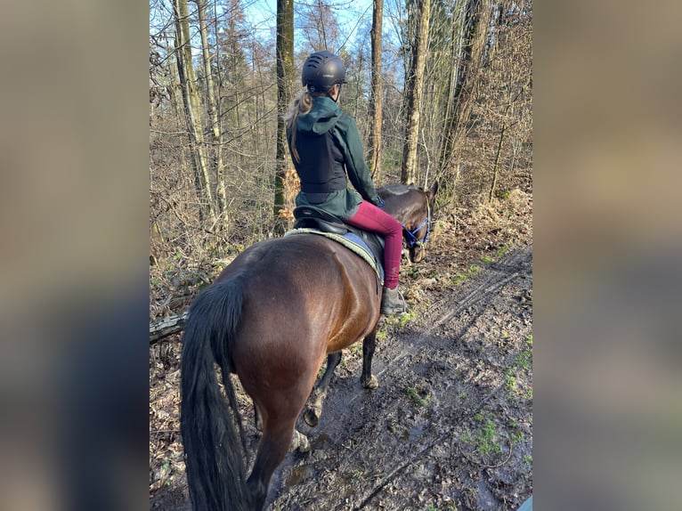 German Sport Horse Gelding 7 years 15,2 hh Bay-Dark in Hartha