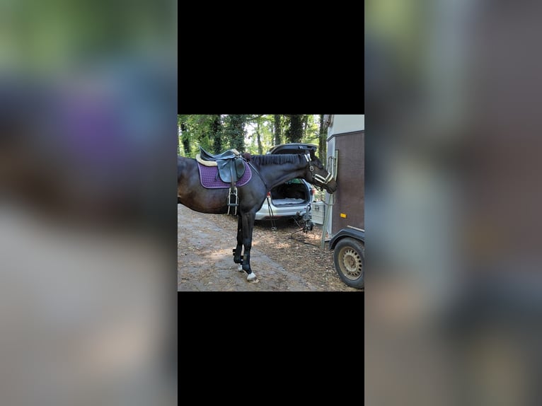 German Sport Horse Gelding 7 years 15.2 hh Bay-Dark in Neustadt am Rübenberge