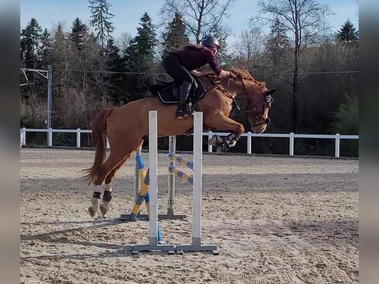 German Sport Horse Gelding 7 years 15,2 hh Chestnut-Red in Dielsdorf