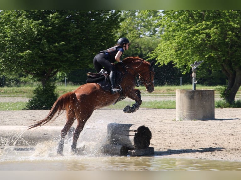 German Sport Horse Gelding 7 years 15,2 hh Chestnut-Red in Dielsdorf